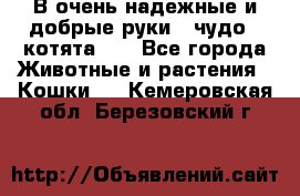 В очень надежные и добрые руки - чудо - котята!!! - Все города Животные и растения » Кошки   . Кемеровская обл.,Березовский г.